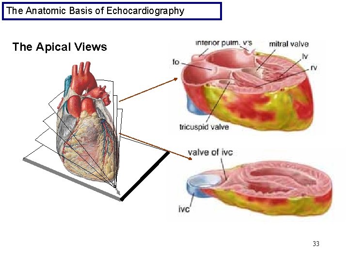 The Anatomic Basis of Echocardiography The Apical Views 33 