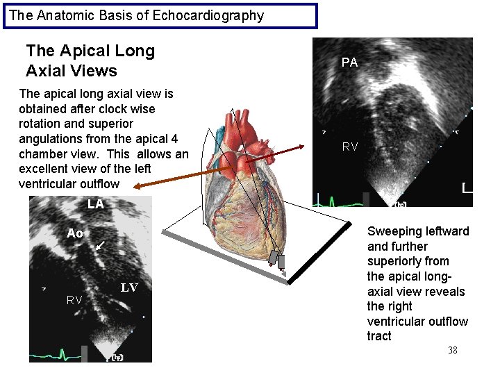 The Anatomic Basis of Echocardiography The Apical Long Axial Views The apical long axial
