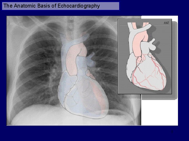 The Anatomic Basis of Echocardiography 8 