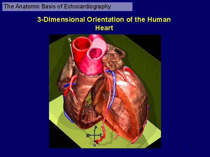 The Anatomic Basis of Echocardiography 3 -Dimensional Orientation of the Human Heart S I