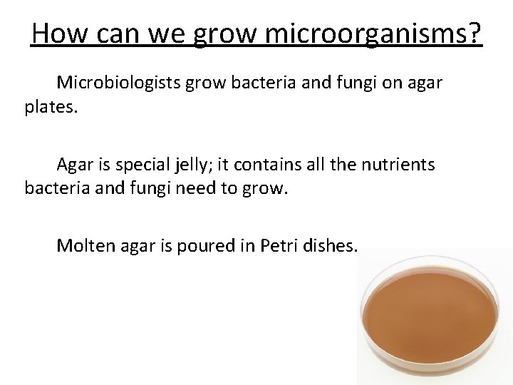 How can we grow microorganisms? Microbiologists grow bacteria and fungi on agar plates. Agar