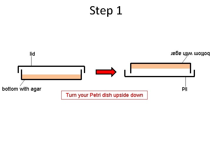 Step 1 lid bottom with agar lid Turn your Petri dish upside down 