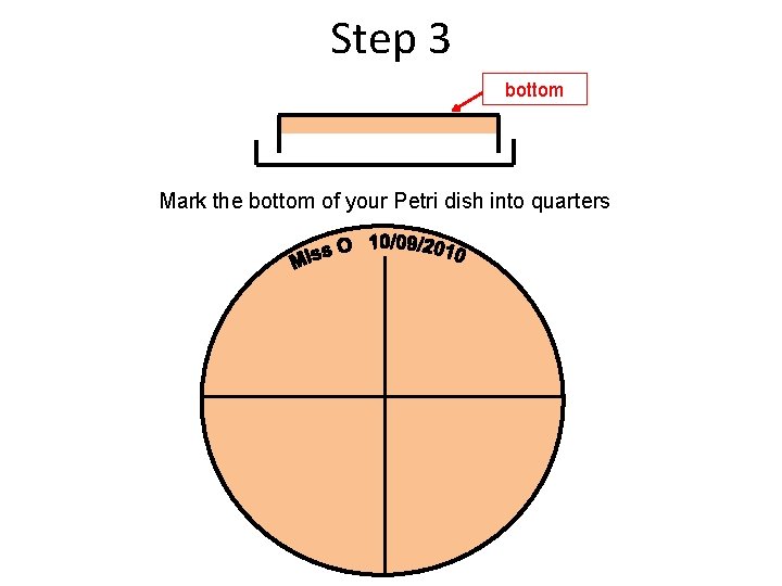 Step 3 bottom Mark the bottom of your Petri dish into quarters 