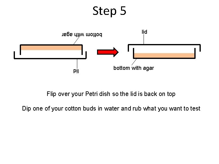 Step 5 lid bottom with agar lid Flip over your Petri dish so the