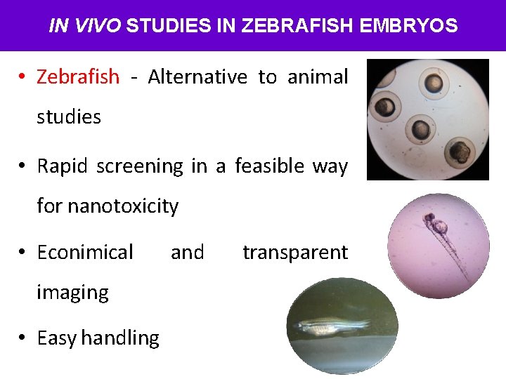 IN VIVO STUDIES IN ZEBRAFISH EMBRYOS • Zebrafish - Alternative to animal studies •