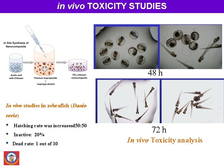 in vivo TOXICITY STUDIES 48 h In vivo studies in zebrafish (Danio rerio) •