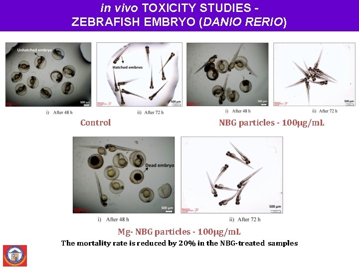 in vivo TOXICITY STUDIES ZEBRAFISH EMBRYO (DANIO RERIO) Control NBG particles - 100µg/m. L