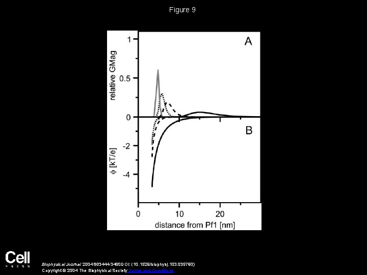 Figure 9 Biophysical Journal 2004 863444 -3460 DOI: (10. 1529/biophysj. 103. 035790) Copyright ©