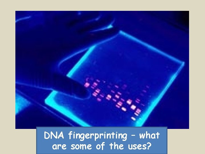 DNA fingerprinting – what are some of the uses? 