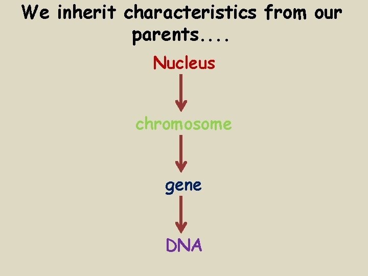 We inherit characteristics from our parents. . Nucleus chromosome gene DNA 