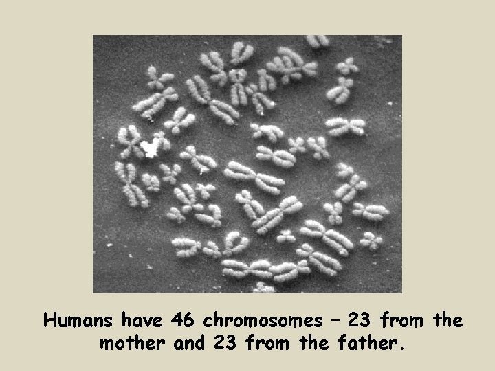 Humans have 46 chromosomes – 23 from the mother and 23 from the father.