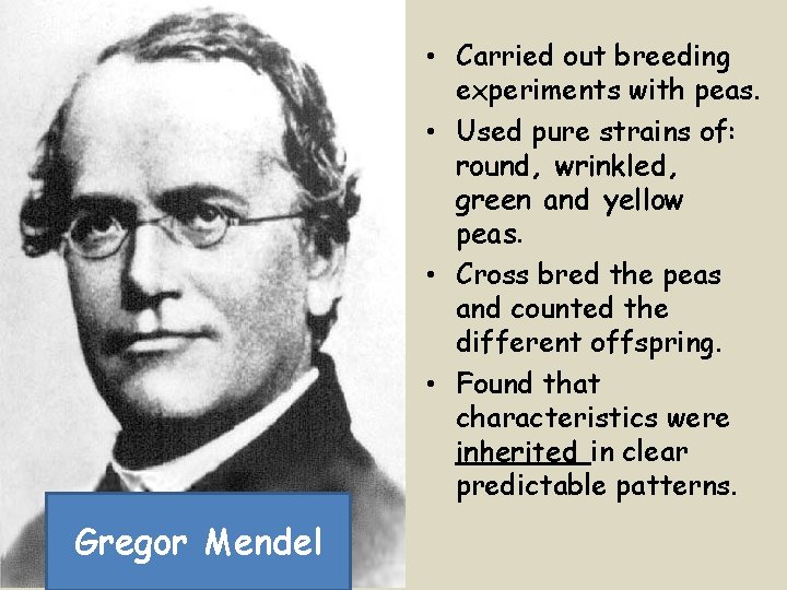  • Carried out breeding experiments with peas. • Used pure strains of: round,