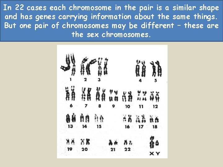 In 22 cases each chromosome in the pair is a similar shape and has