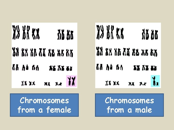 Chromosomes from a female Chromosomes from a male 