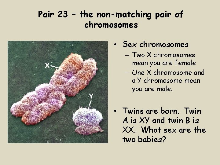 Pair 23 – the non-matching pair of chromosomes • Sex chromosomes – Two X