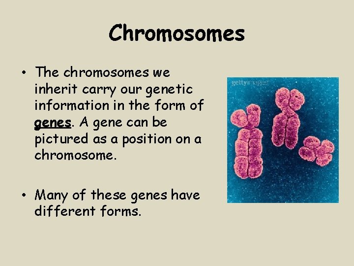Chromosomes • The chromosomes we inherit carry our genetic information in the form of