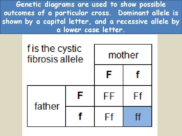 Genetic diagrams are used to show possible outcomes of a particular cross. Dominant allele