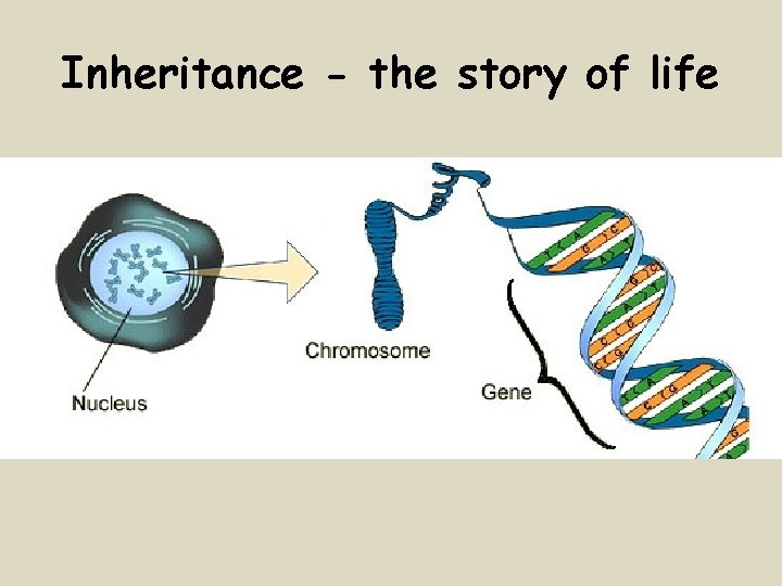 Inheritance - the story of life 