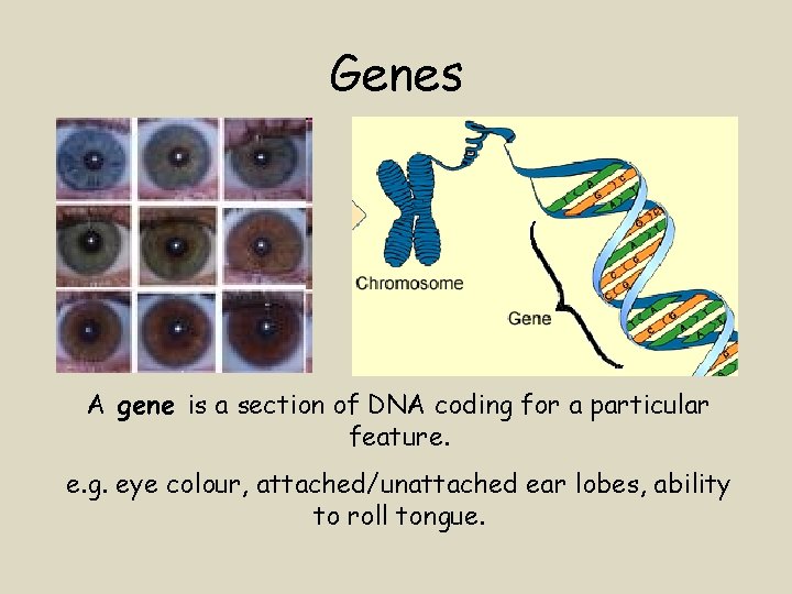 Genes A gene is a section of DNA coding for a particular feature. e.