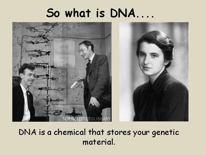 So what is DNA. . DNA is a chemical that stores your genetic material.