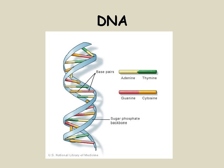 DNA 