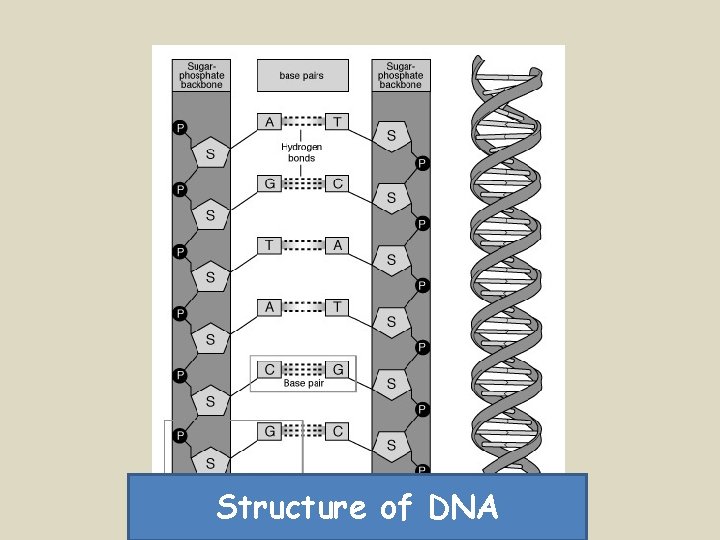 Structure of DNA 