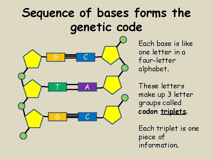 Sequence of bases forms the genetic code G C T A G C Each