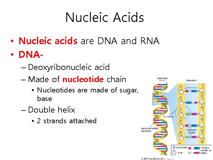 Nucleic Acids • Nucleic acids are DNA and RNA • DNA– Deoxyribonucleic acid –