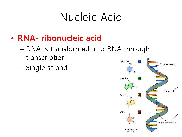 Nucleic Acid • RNA- ribonucleic acid – DNA is transformed into RNA through transcription