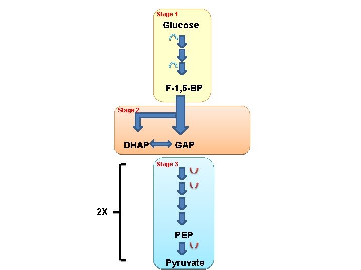 Stage 1 Glucose F-1, 6 -BP Stage 2 DHAP GAP Stage 3 2 X