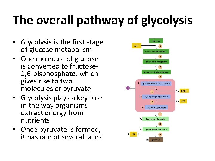 The overall pathway of glycolysis • Glycolysis is the first stage of glucose metabolism