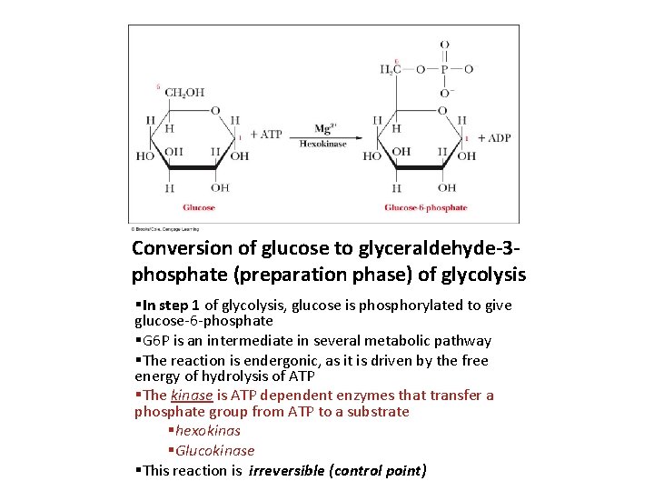 Conversion of glucose to glyceraldehyde-3 phosphate (preparation phase) of glycolysis §In step 1 of