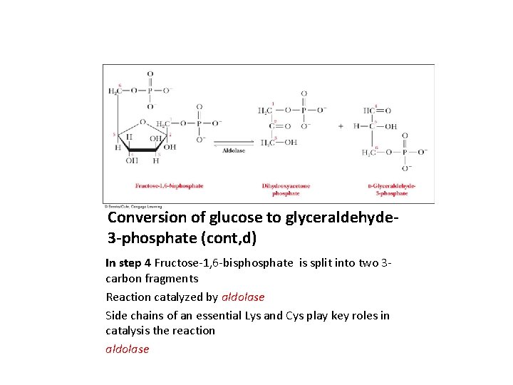 Conversion of glucose to glyceraldehyde 3 -phosphate (cont, d) In step 4 Fructose-1, 6