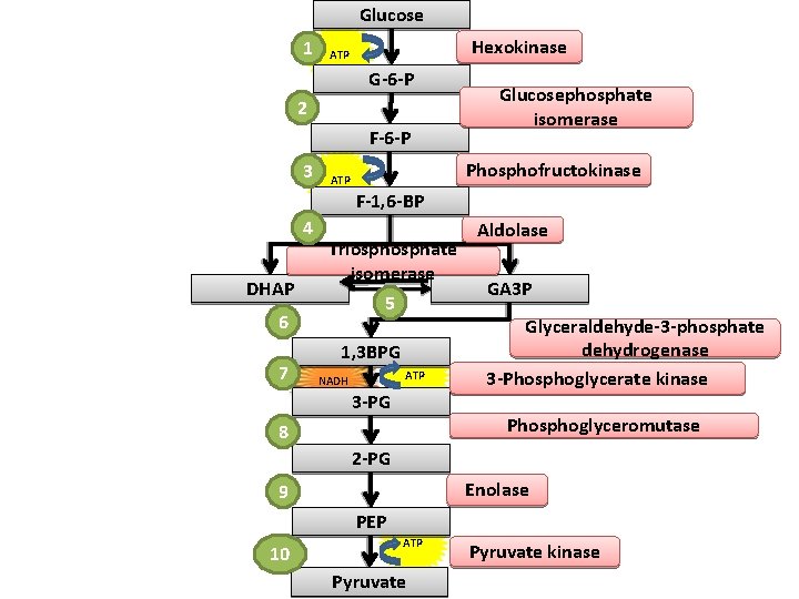 Glucose 1 Hexokinase ATP G-6 -P 2 F-6 -P 3 Glucosephosphate isomerase Phosphofructokinase ATP