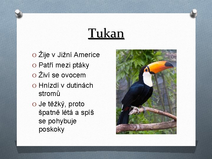 Tukan O Žije v Jižní Americe O Patří mezi ptáky O Živí se ovocem