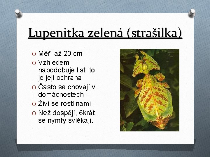 Lupenitka zelená (strašilka) O Měří až 20 cm O Vzhledem napodobuje list, to je