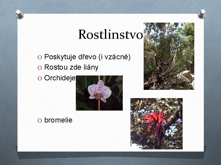 Rostlinstvo O Poskytuje dřevo (i vzácné) O Rostou zde liány O Orchideje O bromelie