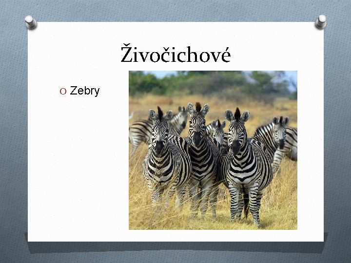 Živočichové O Zebry 