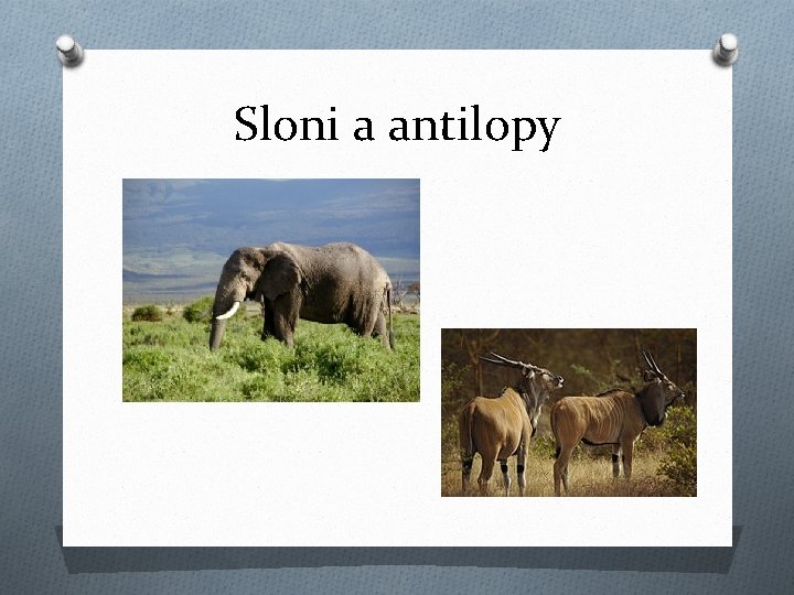 Sloni a antilopy 