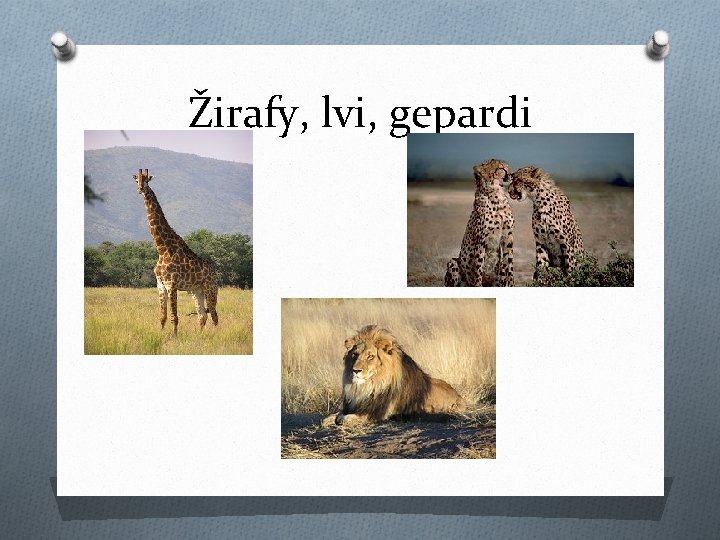 Žirafy, lvi, gepardi 