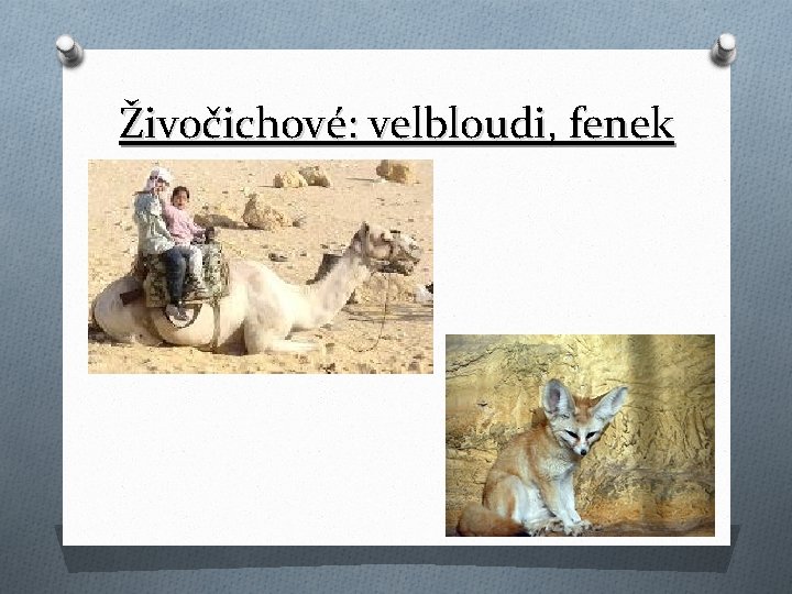 Živočichové: velbloudi, fenek 