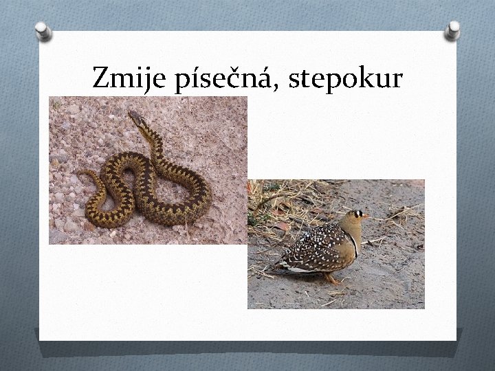 Zmije písečná, stepokur 