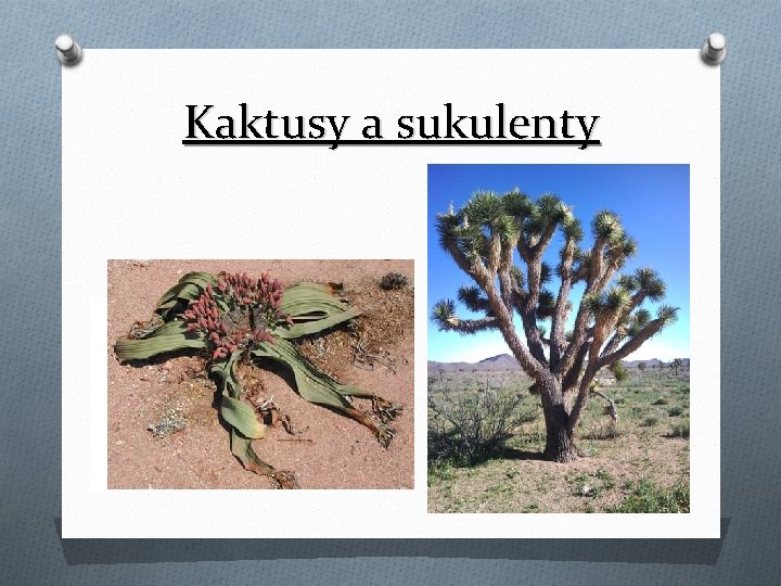 Kaktusy a sukulenty 