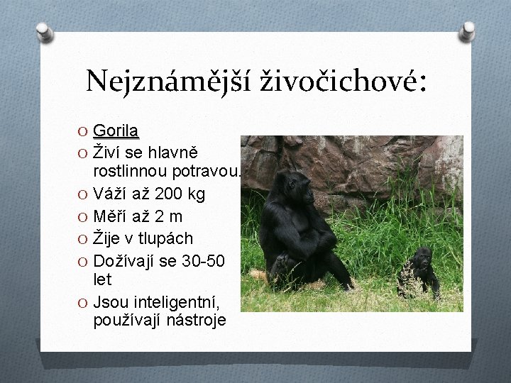 Nejznámější živočichové: O Gorila O Živí se hlavně rostlinnou potravou. O Váží až 200