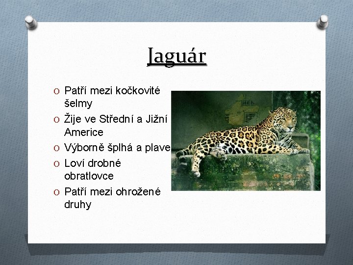 Jaguár O Patří mezi kočkovité O O šelmy Žije ve Střední a Jižní Americe