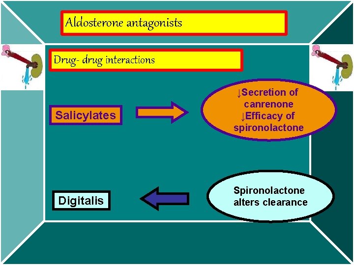 Aldosterone antagonists Drug- drug interactions Salicylates Digitalis ↓Secretion of canrenone ↓Efficacy of spironolactone Spironolactone