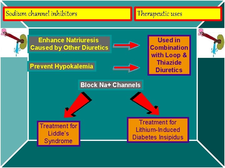 Sodium channel inhibitors Therapeutic uses Enhance Natriuresis Caused by Other Diuretics Used in Combination
