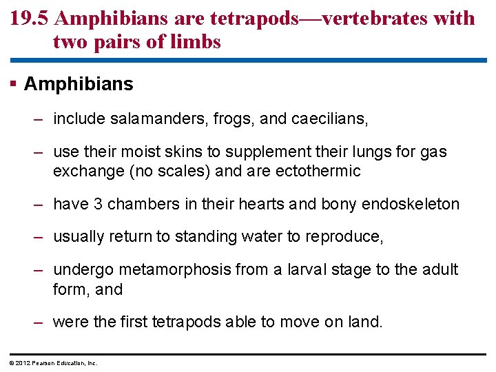 19. 5 Amphibians are tetrapods—vertebrates with two pairs of limbs § Amphibians – include