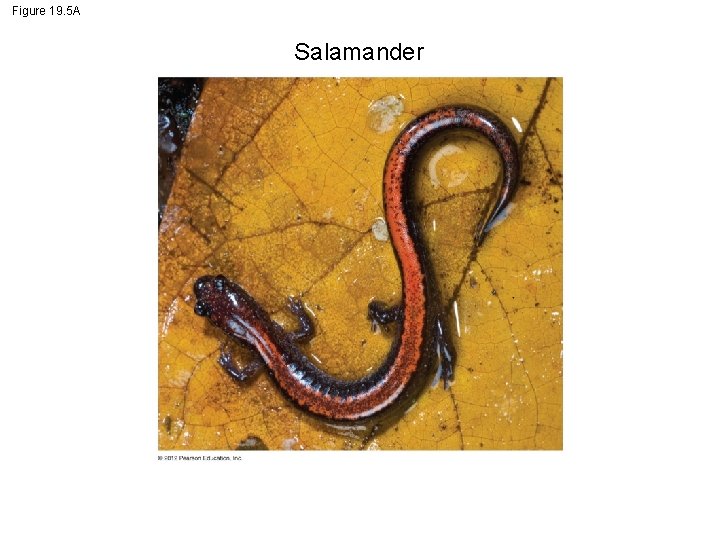 Figure 19. 5 A Salamander 