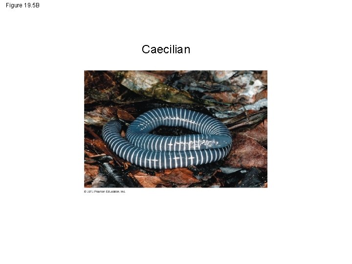 Figure 19. 5 B Caecilian 